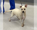 Small Chihuahua Mix