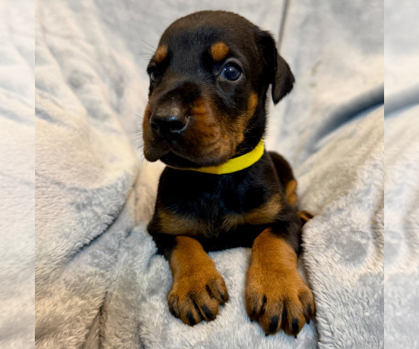 Medium Photo #21 Doberman Pinscher Puppy For Sale in LAKELAND, FL, USA