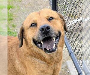 Chow Chow-German Shepherd Dog Mix Dogs for adoption in Houston, TX, USA