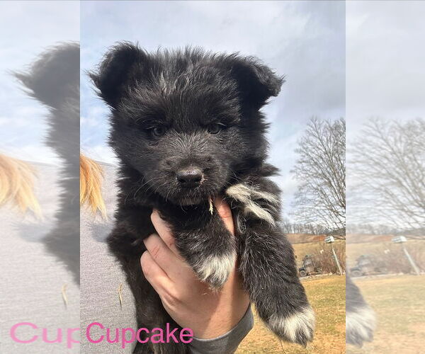 Medium Photo #1 Basset Hound-Unknown Mix Puppy For Sale in Mouth Of Wilson, VA, USA