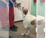 Small Photo #3 Great Pyrenees-Unknown Mix Puppy For Sale in Oakhurst, NJ, USA