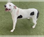 Small American Pit Bull Terrier