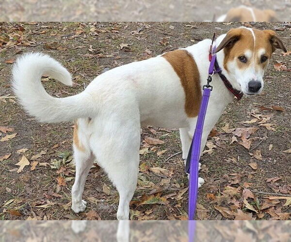 Medium Photo #2 Anatolian Shepherd-Unknown Mix Puppy For Sale in Ocala, FL, USA