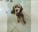 Nutmeg - Female Cockapoo (Miniature) Puppy for Sale - Small photo