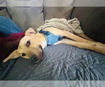 Small Labrador Retriever