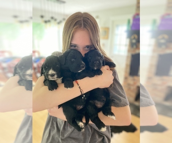 Medium Photo #2 Bernedoodle-Golden Retriever Mix Puppy For Sale in BEULAH, MI, USA