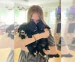 Small Photo #2 Bernedoodle-Golden Retriever Mix Puppy For Sale in BEULAH, MI, USA