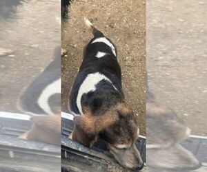 Basset Hound Dogs for adoption in Foristell, MO, USA