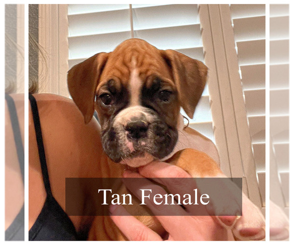 Medium Photo #17 Boxer Puppy For Sale in CITRUS HEIGHTS, CA, USA