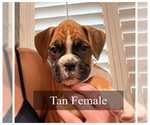 Small Photo #17 Boxer Puppy For Sale in CITRUS HEIGHTS, CA, USA