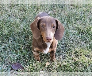 Dachshund Puppy for sale in CLARK, MO, USA