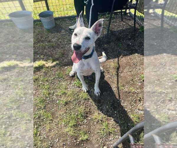 Medium Photo #3 Mutt Puppy For Sale in Abbeville, LA, USA