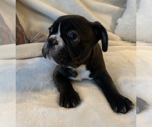 French Bulldog Puppy for sale in JOHNS ISLAND, SC, USA