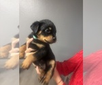 Puppy Puppy 2 Rottweiler