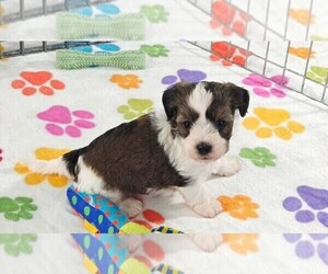 Havashire Puppy for sale in ORO VALLEY, AZ, USA