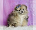 Small Photo #39 Pomeranian Puppy For Sale in WARSAW, IN, USA