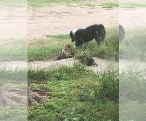 Father of the Border Collie-Mastiff Mix puppies born on 04/10/2025