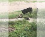 Small Photo #1 Border Collie-Mastiff Mix Puppy For Sale in BANCROFT, NE, USA