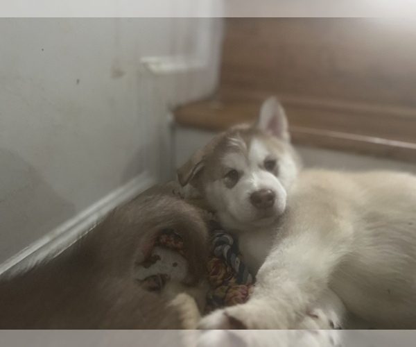 Medium Photo #3 Alaskan Malamute Puppy For Sale in DISTRICT HEIGHTS, MD, USA