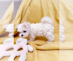 Small Photo #6 Maltese Puppy For Sale in CHARLOTTE, NC, USA