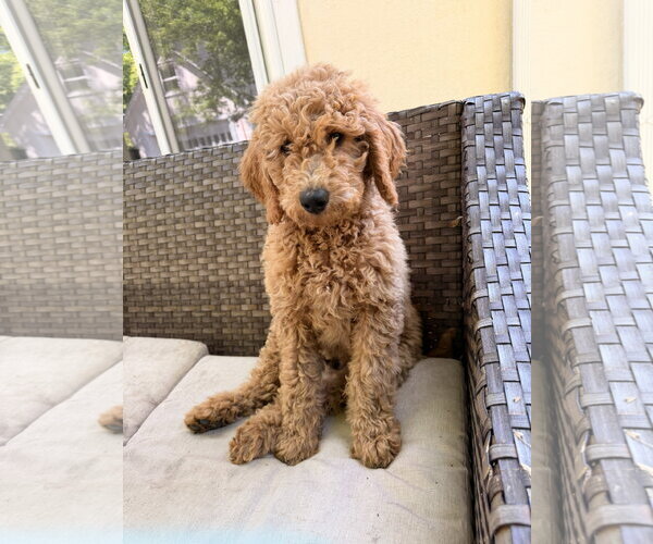 Medium Photo #2 Golden Retriever Puppy For Sale in Wheaton, IL, USA