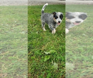 Medium Australian Cattle Dog