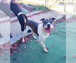 Small #1 American Bulldog Mix