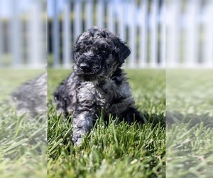 Goldendoodle Puppy for sale in LONG BEACH, CA, USA