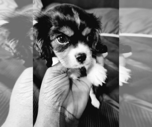 Cavalier King Charles Spaniel Dog for Adoption in FORT WASHINGTON, Maryland USA