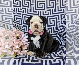 English Bulldog-Olde English Bulldogge Mix Puppy for sale in OXFORD, PA, USA