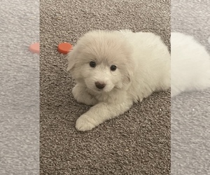 Great Pyrenees Puppy for sale in DALLAS, TX, USA
