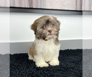 Shih Tzu Puppy for sale in FRANKLIN, IN, USA