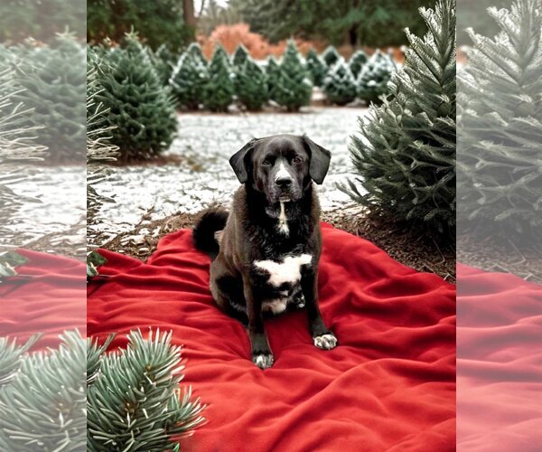 Medium Photo #1 Labrador Retriever-Unknown Mix Puppy For Sale in Unionville, PA, USA
