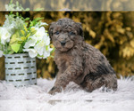 Small #2 Poodle (Standard)