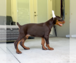 Small Photo #2 Doberman Pinscher Puppy For Sale in LAKELAND, FL, USA