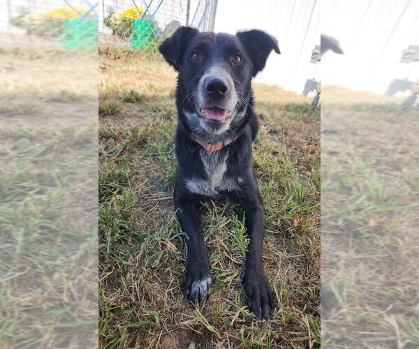 Medium Photo #6 Border Collie-Unknown Mix Puppy For Sale in Evansville, IN, USA
