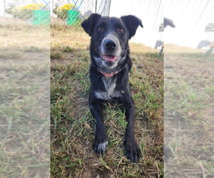 Tahlia - Female Border Collie-Unknown Mix Dog for Adoption - Photo #6