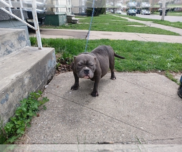 Medium Photo #1 American Bully Puppy For Sale in DETROIT, MI, USA