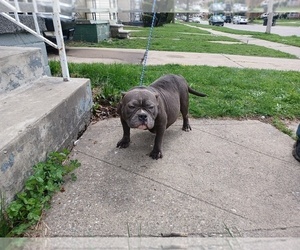Mother of the American Bully puppies born on 05/01/2022