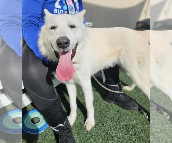 Medium Photo #7 German Shepherd Dog-Unknown Mix Puppy For Sale in Rockwall, TX, USA