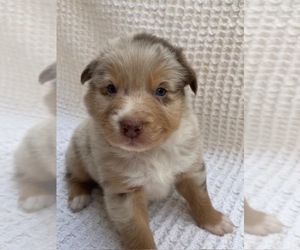 Australian Shepherd Puppy for Sale in PASO ROBLES, California USA