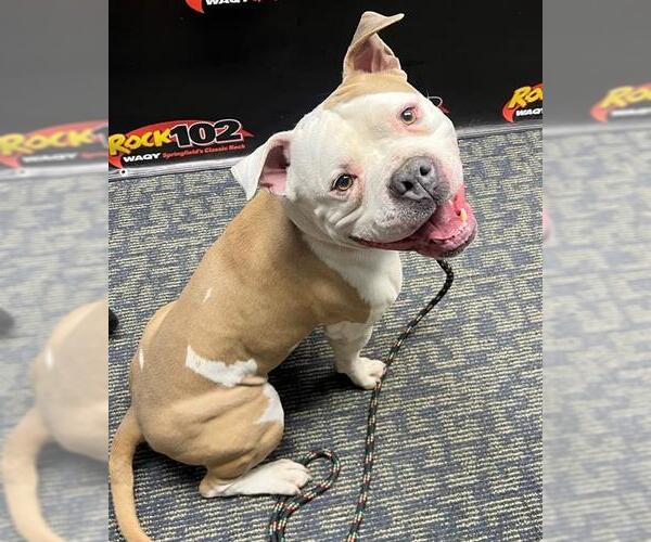 Medium Photo #1 American Pit Bull Terrier-Bulldog Mix Puppy For Sale in Springfield, MA, USA
