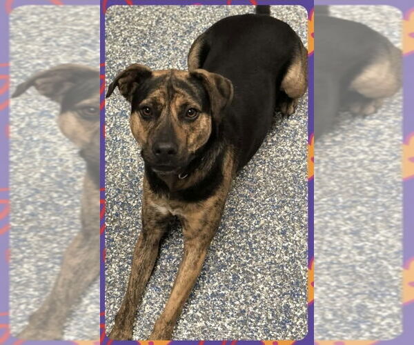 Medium Photo #4 Rottweiler-American Pit Bull Terrier Puppy For Sale in Brewster, NY, USA