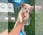 Small Photo #16 French Bulldog Puppy For Sale in LAS VEGAS, NV, USA