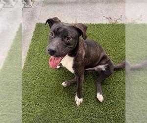 Mutt Dogs for adoption in Baytown, TX, USA