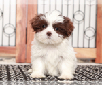Small Shih Tzu