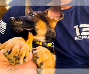 Belgian Malinois Puppy for sale in GLENDALE, AZ, USA