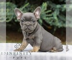 Small Photo #2 French Bulldog Puppy For Sale in EAST EARL, PA, USA