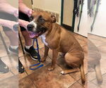 Small #2 Boxer Mix