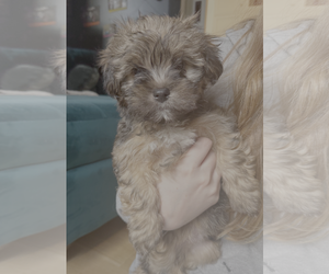 Chiweenie Dogs for adoption in Bellevue, WA, USA